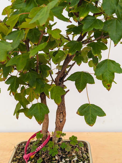 Trident Maple in a Japanese Ceramic Pot (No. 18215)