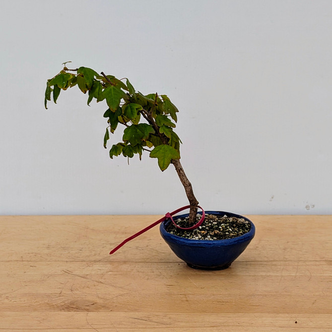 Trident Maple in a Japanese Ceramic Pot (No. 18213)