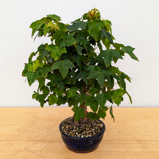 Trident Maple in a Japanese Ceramic Pot (No. 18458)