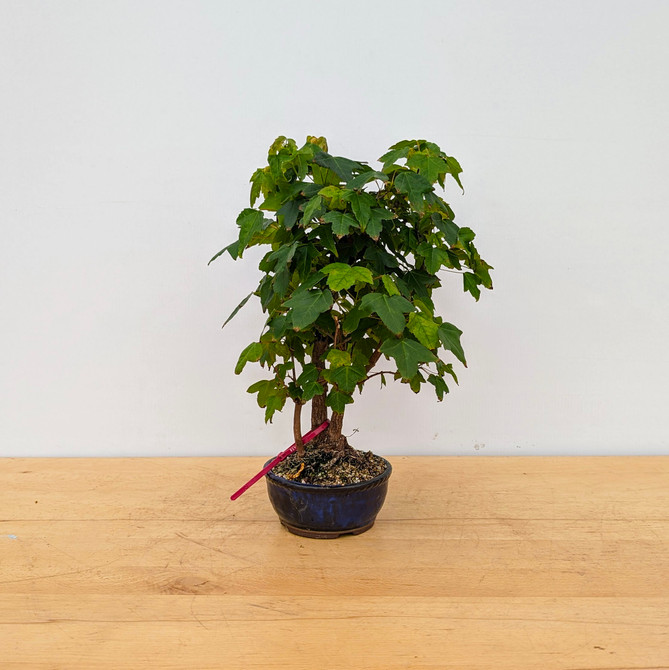 Trident Maple in a Japanese Ceramic Pot (No. 18458)