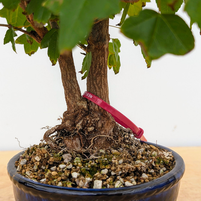 Trident Maple in a Japanese Ceramic Pot (No. 18458)