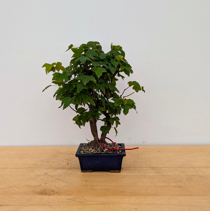 Trident Maple in a Japanese Ceramic Pot (No. 18726)