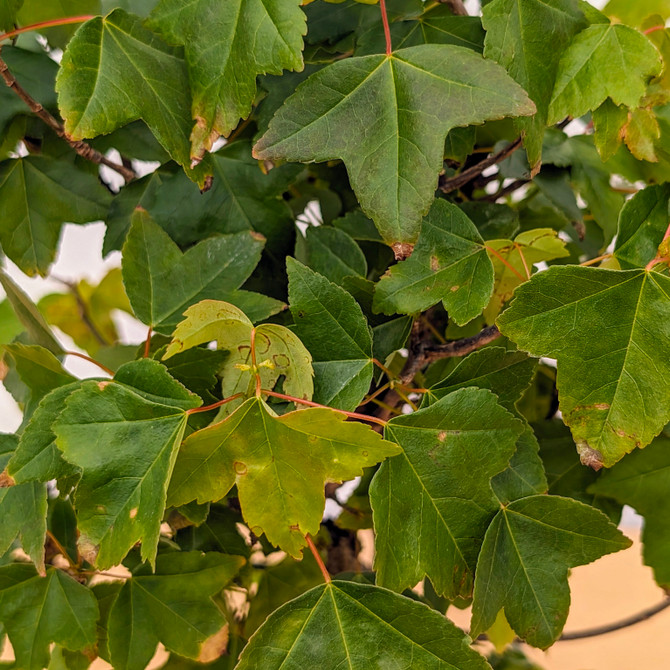 Trident Maple in a Japanese Ceramic Pot (No. 18726)