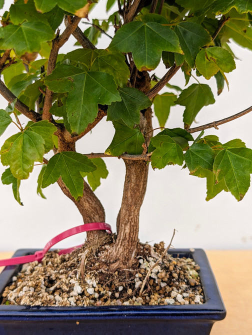 Trident Maple in a Japanese Ceramic Pot (No. 18726)