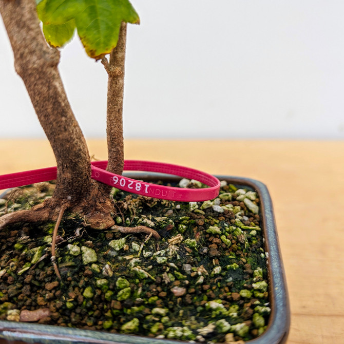 Trident Maple in a Japanese Ceramic Pot (No. 18206)