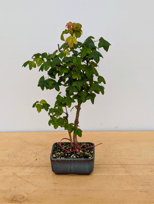 Trident Maple in a Japanese Ceramic Pot (No. 18206)