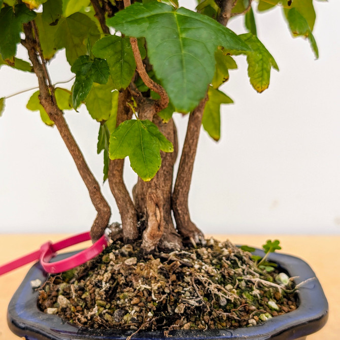 Trident Maple in a Japanese Ceramic Pot (No. 18536)