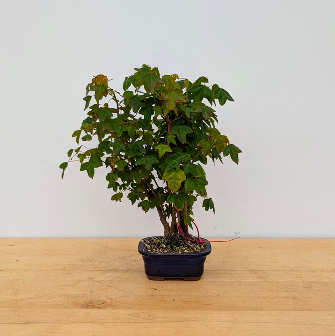 Trident Maple in a Japanese Ceramic Pot (No. 18209)