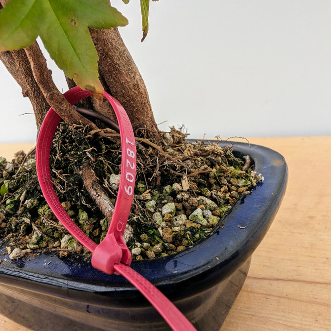 Trident Maple in a Japanese Ceramic Pot (No. 18209)