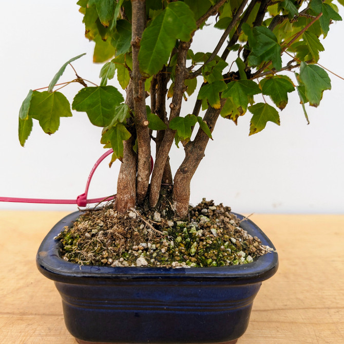 Trident Maple in a Japanese Ceramic Pot (No. 18209)