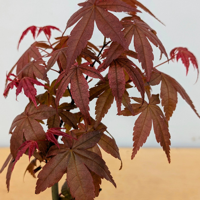 Deshojo Maple in a Glazed Japanese Pot (No. 17643)