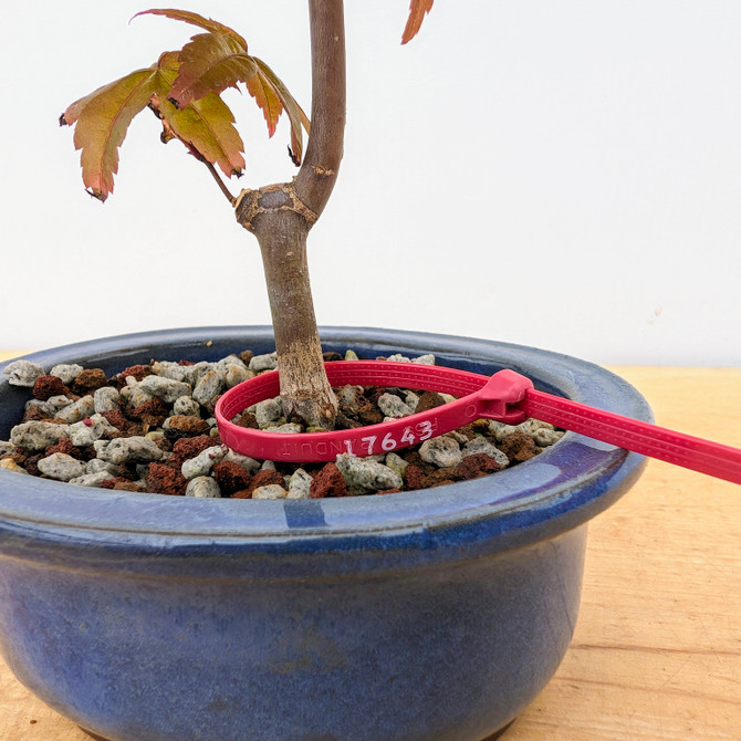 Deshojo Maple in a Glazed Japanese Pot (No. 17643)