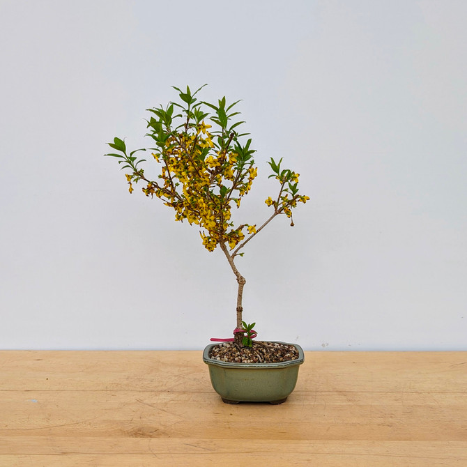 Forsythia Bonsai in a Glazed Japanese Pot (No. 18872)