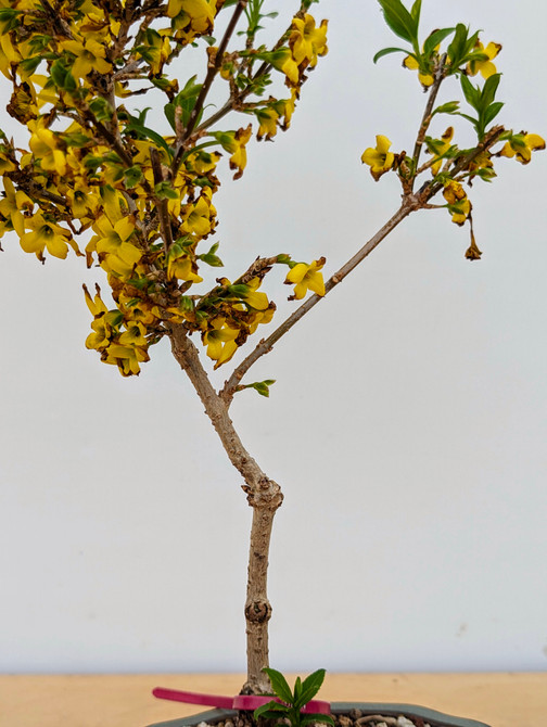 Forsythia Bonsai in a Glazed Japanese Pot (No. 18872)