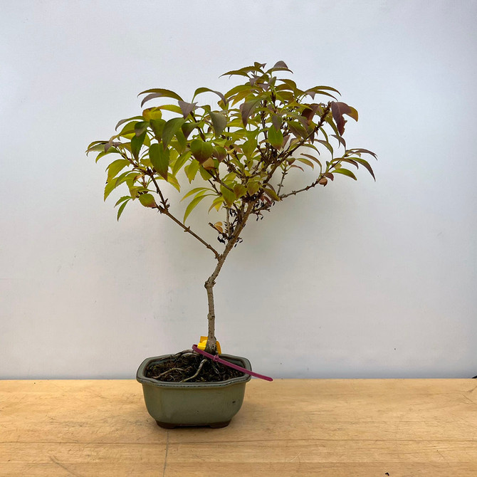 Forsythia Bonsai in a Glazed Japanese Pot (No. 18872)