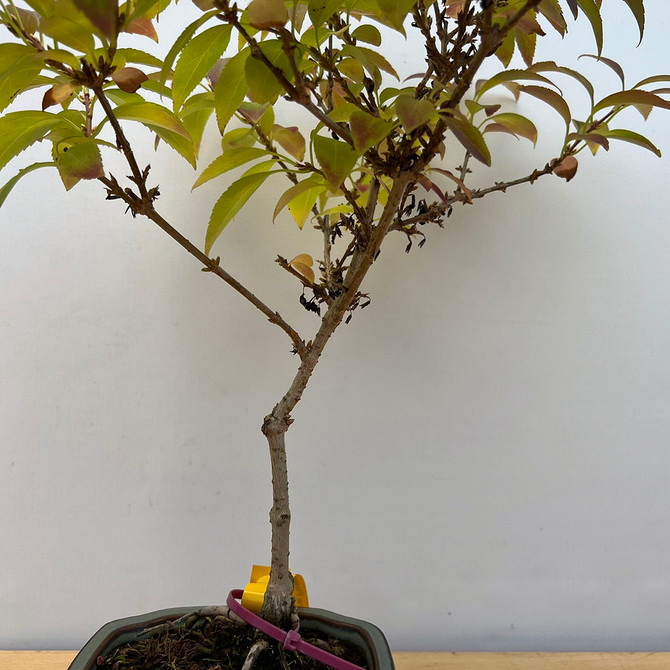 Forsythia Bonsai in a Glazed Japanese Pot (No. 18872)
