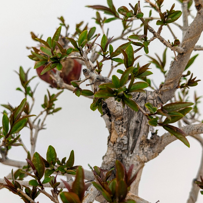 Flowering Pomegranate in a Glazed Yixing Pot (No. 18770)