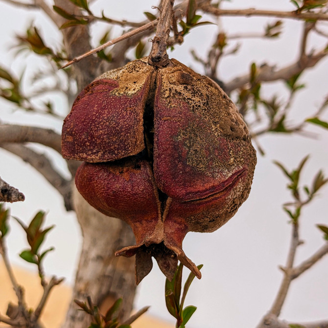 Flowering Pomegranate in a Glazed Yixing Pot (No. 18770)