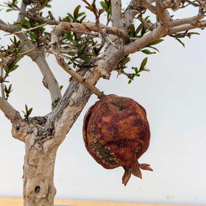 Flowering Pomegranate in a Glazed Yixing Pot (No. 18749)