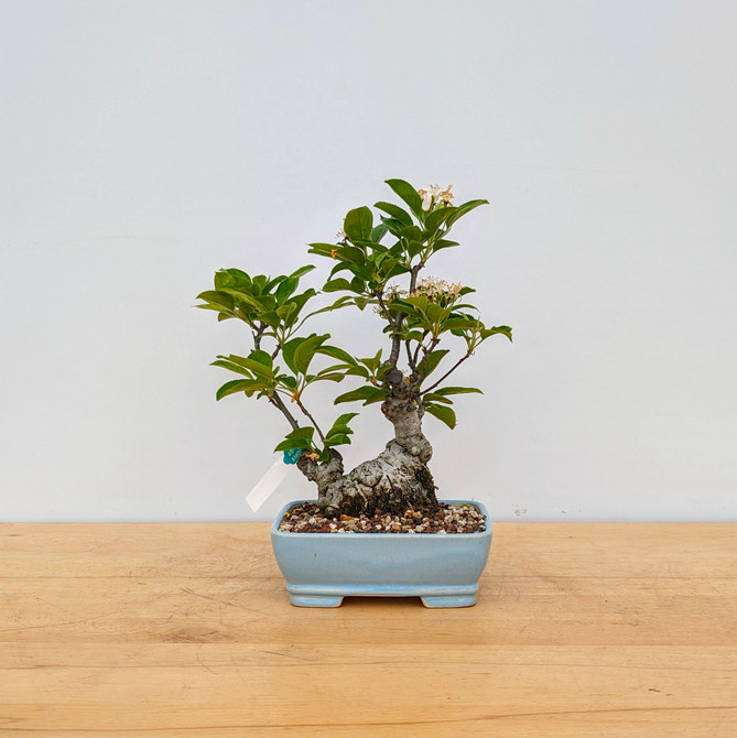 Shohin Crabapple in a Glazed Yixing Container (No. 5)