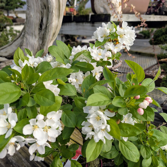 Beautiful Crabapple in a Glazed Yixing Container (No. 31)