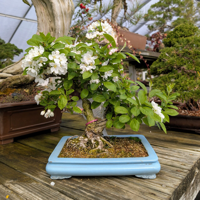 Beautiful Crabapple in a Glazed Yixing Container (No. 31)