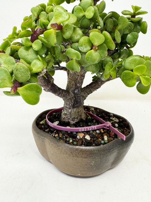 Chunky Dwarf Jade 'Portulacaria afra' in a Ceramic Pot No. 13275