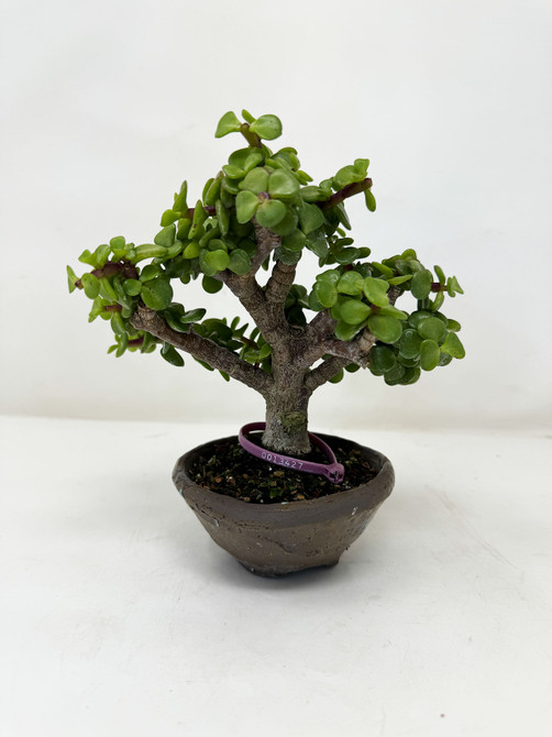 Chunky Dwarf Jade 'Portulacaria afra' in a Ceramic Pot No. 13427