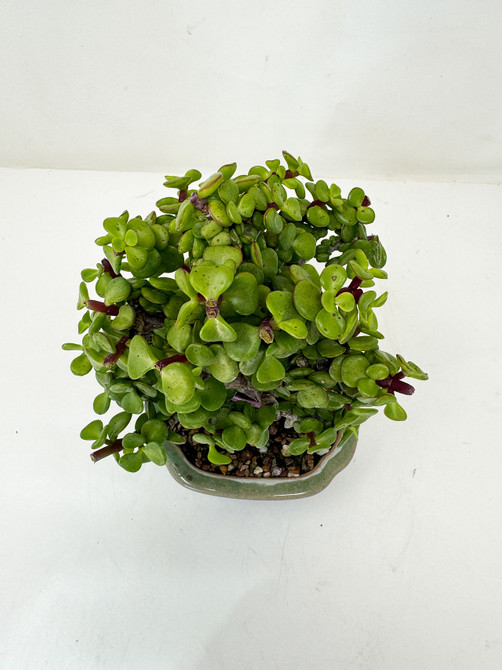 Chunky Dwarf Jade 'Portulacaria afra' in a Ceramic Pot No. 13282