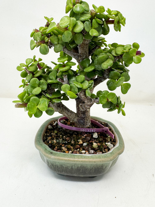 Chunky Dwarf Jade 'Portulacaria afra' in a Ceramic Pot No. 13282