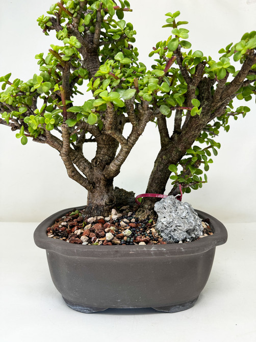 2-tree Dwarf Jade 'Portulacaria afra' in a Ceramic Japanese Pot No. 16036