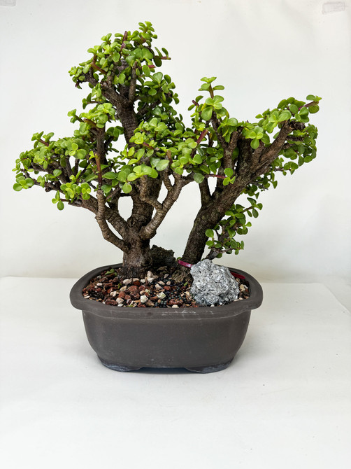 2-tree Dwarf Jade 'Portulacaria afra' in a Ceramic Japanese Pot No. 16036