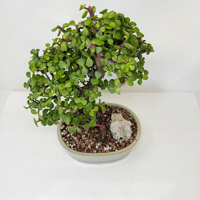 Mature Dwarf Jade 'Portulacaria afra' in a Ceramic Japanese Pot No. 16324