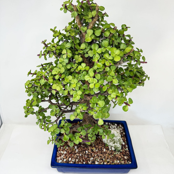 Large Dwarf Jade 'Portulacaria afra' in a Ceramic Pot No. 12870