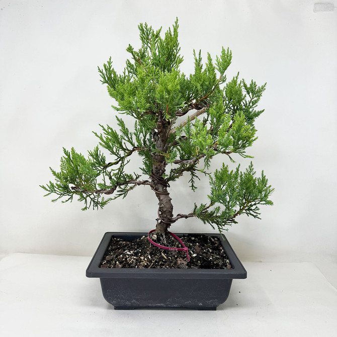 Example of lightly styled juniper. 