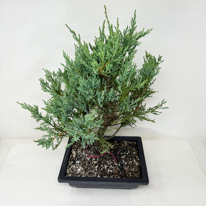 Pre-Bonsai Chinese Juniper with Loads or foliage and branches No. 16057