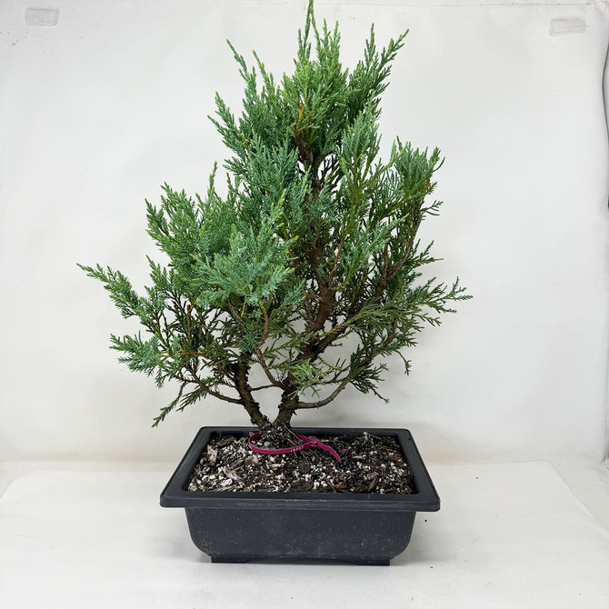 Pre-Bonsai Chinese Juniper with Loads or foliage and branches No. 16057