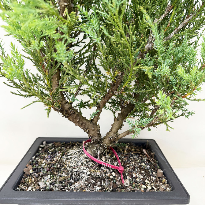 Pre-Bonsai Chinese Juniper with Loads or foliage and branches No. 16396