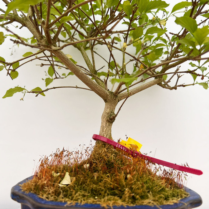 One-of-a-Kind Premna Japonica in a Glazed Ceramic Pot (No. 17490)