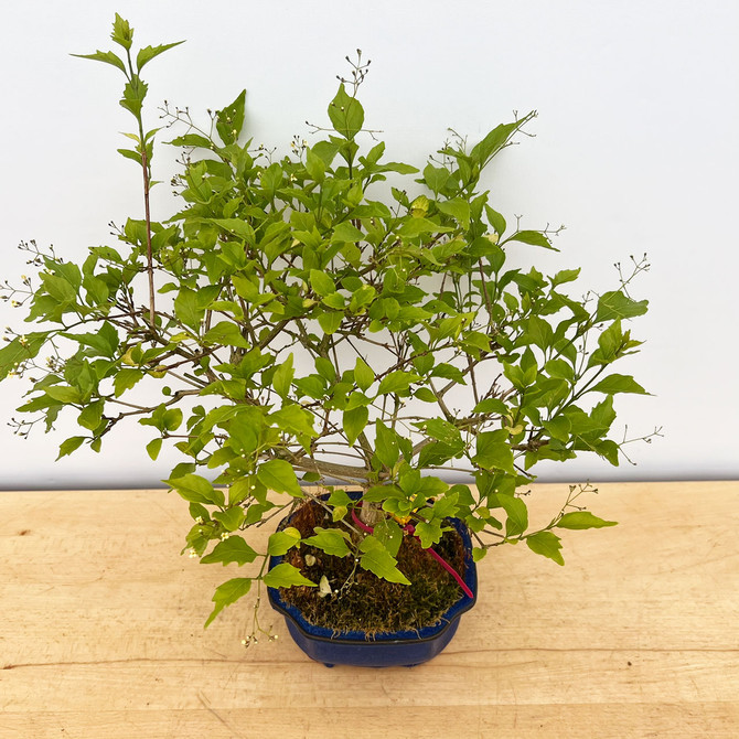 One-of-a-Kind Premna Japonica in a Glazed Ceramic Pot (No. 17490)