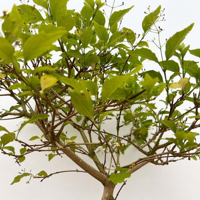 One-of-a-Kind Premna Japonica in a Glazed Ceramic Pot (No. 17490)