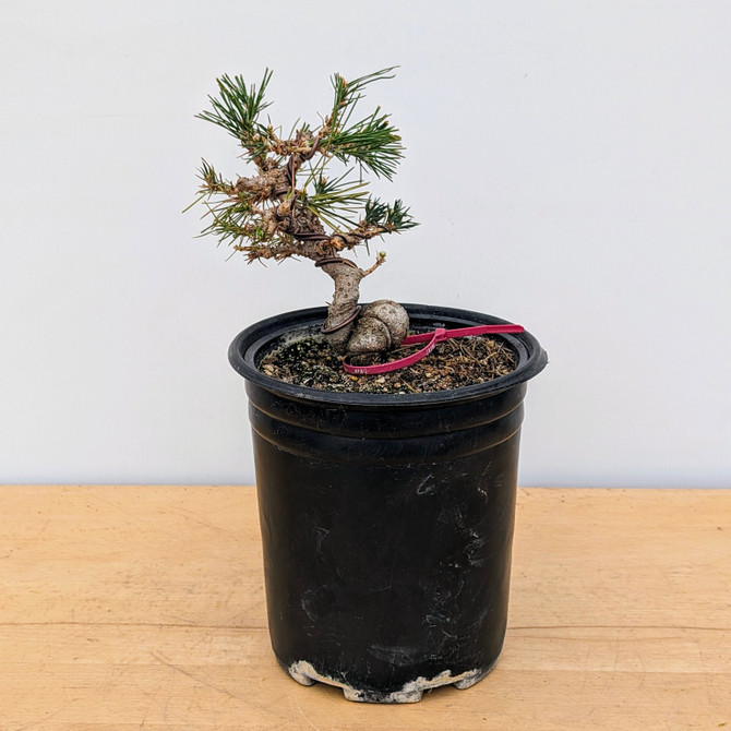 Twisted and Styled Japanese Black Pine (No. 18396)