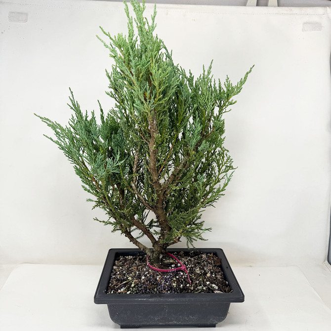 Pre-Bonsai Chinese Juniper with Loads or foliage and branches No. 16337