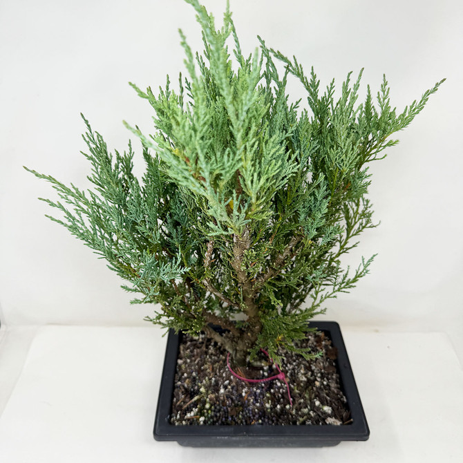 Pre-Bonsai Chinese Juniper with Loads or foliage and branches No. 16337