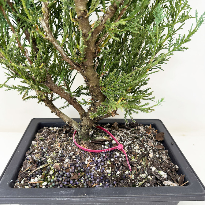 Pre-Bonsai Chinese Juniper with Loads or foliage and branches No. 16337