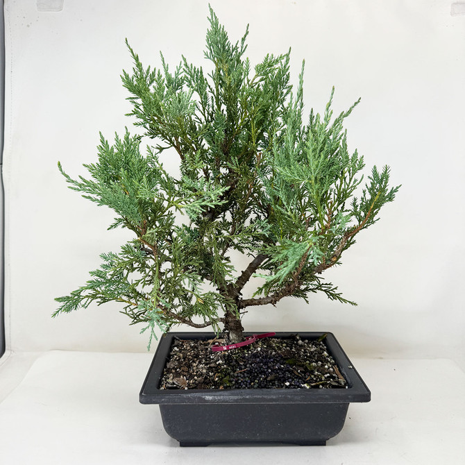 Pre-Bonsai Chinese Juniper with Loads or foliage and branches No. 16795