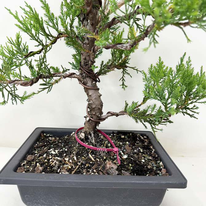 Styled Pre-Bonsai Chinese Juniper with Loads or foliage and branches No. 16826