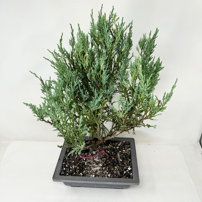 Pre-Bonsai Chinese Juniper with Loads or foliage and branches No. 16399