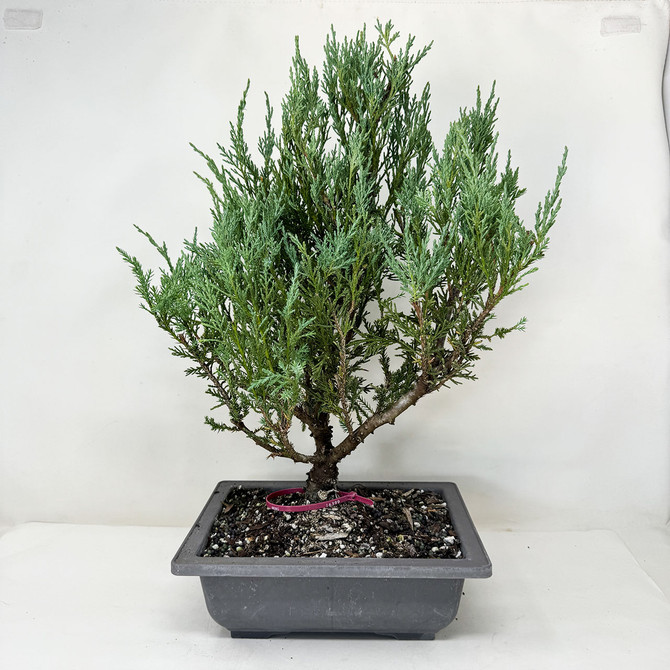 Pre-Bonsai Chinese Juniper with Loads or foliage and branches No. 16399