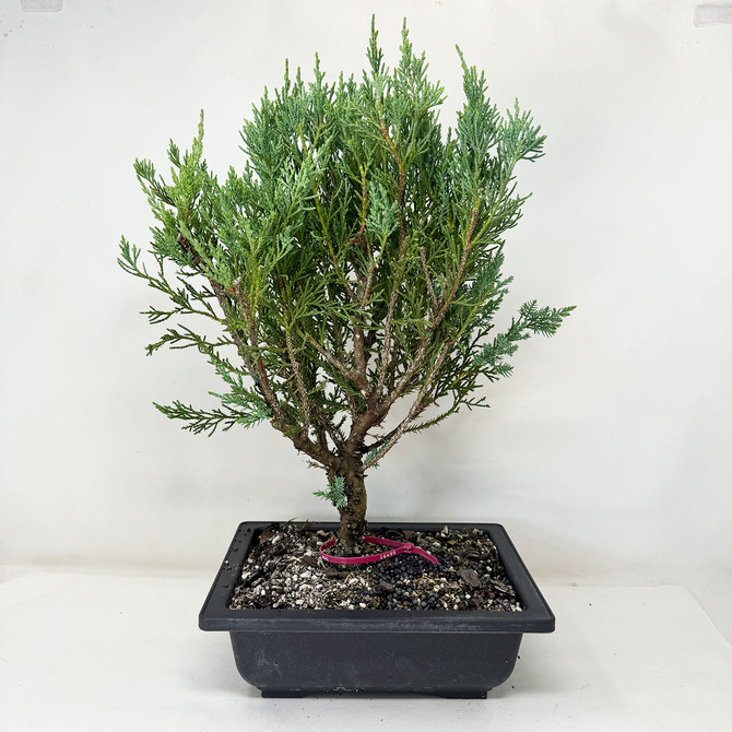 Pre-Bonsai Chinese Juniper with Loads or foliage and branches No. 16499